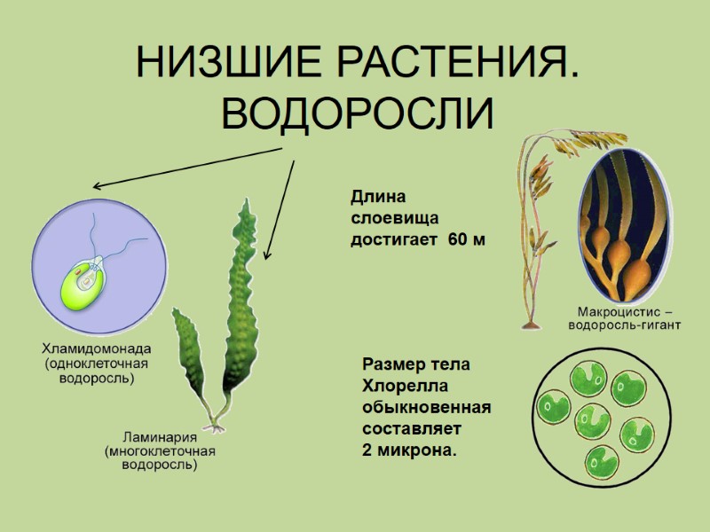 НИЗШИЕ РАСТЕНИЯ. ВОДОРОСЛИ Размер тела Хлорелла обыкновенная составляет  2 микрона. Длина  слоевища
